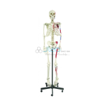 Human Skeleton Full Size (Fibre)