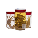 Zoology Specimens In Plastic Jar