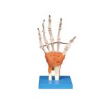 Life-size Hand Joint With Ligaments