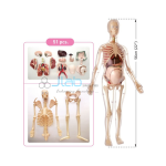 Visible Expectant Mother Anatomy Kit
